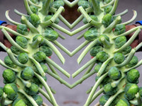 Heirloom Long Island Improved Brussel Sprouts Seeds - Brassica oleracea var. gemmifera - B131