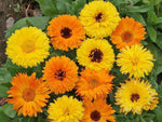 Pacific Beauty Calendula Seed Mix - Calendula officinalis - B246