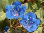 California Bluebell Wildflower Seeds - Phacelia campanularia - B305