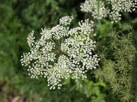 Caraway Seeds - Carum carvi - B152