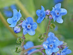 Chinese Forget-Me-Not Seeds - Cynoglossum amabile - B64
