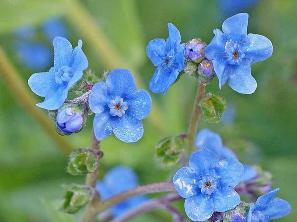 Chinese Forget-Me-Not Seeds -Blue Bedding and Border Flower - b64