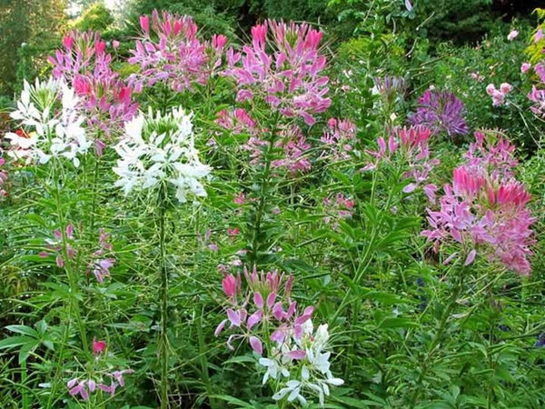 Cleome Colorful Wildflower Seed Mix - Hassleriana - B262