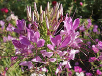 Cleome Colorful Wildflower Seed Mix - Hassleriana - B262