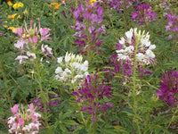 Cleome Colorful Mix Seeds - Choose Packet - Hassleriana - B262