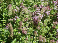 Heirloom Common Thyme Seeds - Thymus vulgaris - B195