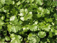 Coriander Leisure Cilantro Herb Seeds - Coriandrum sativum - B147