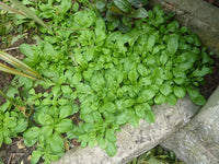 Corn Salad Seeds - Valerianella Locusta - B313