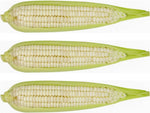 Heirloom Country Gentleman Corn Seeds - Zea mays - M2