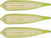 Heirloom Country Gentleman Corn Seeds - Zea mays - M2