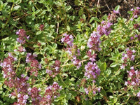 Creeping Thyme Culinary Herb Seeds - Popular Heirloom - B24