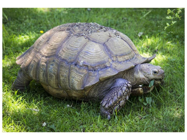 African Grasses Tortoise Blend Seeds - ST24