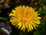 Dandelion Seeds - Taraxacum officinale - B38
