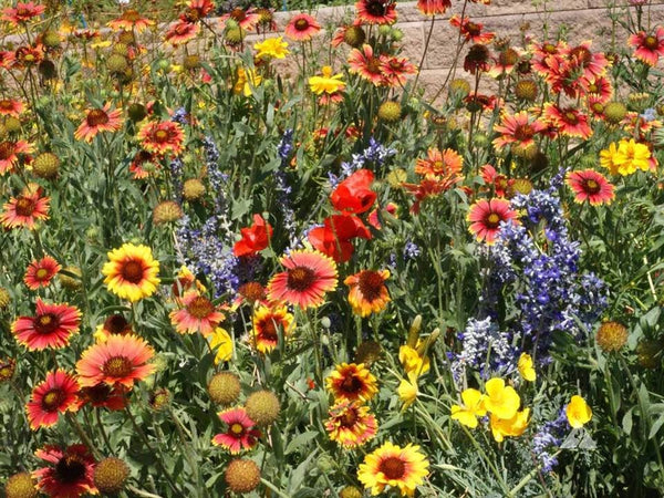 Dry Area Wildflower Mix Seeds - Choose Packet Size - Arid Land Xeriscape - S1