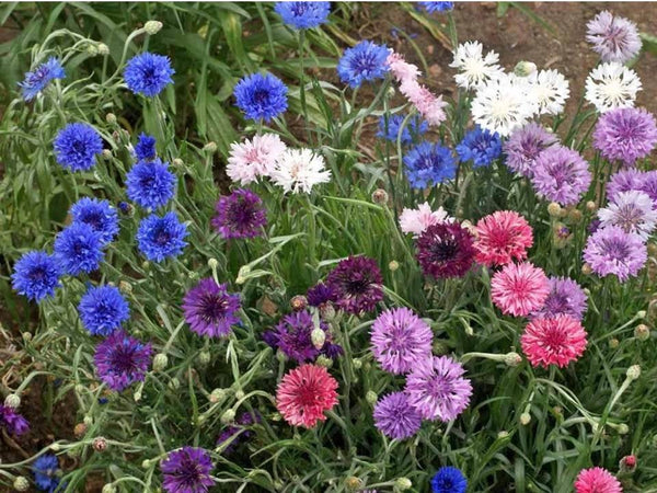 Dwarf Bachelor Button Wildflower Seed Mix - Centaurea - ST20