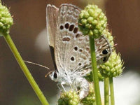 Illinois Bundleflower Seeds - Desmanthus illinoensis -B257