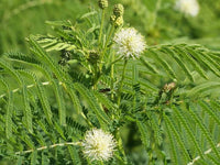 Illinois Bundleflower Seeds - Mimosa Fern  bin257