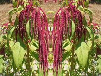 Love Lies Bleeding Seeds - Amaranthus caudatus - B86
