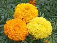 African Crackerjack Marigold Seeds - Tagetes erecta - B244