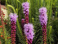 Gayfeather Wildflower Seeds - Liatris spicata - B111