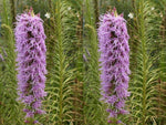 Gayfeather Wildflower Seeds - Liatris spicata - B111