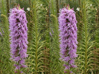 Marsh Blazing Star Seeds - Gayfeather Purple Flower for Butterflies bin111