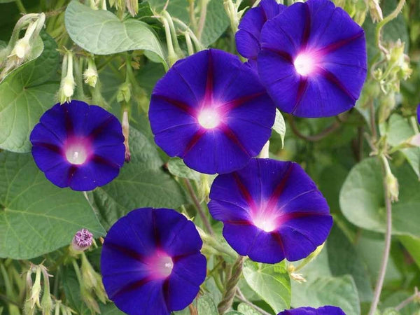 Morning Glory Grandpa Ott Seeds - Amazing Purple Flower Vine! 178