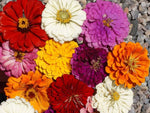 Giant Zinnia Mix Flower Seeds - Zinnia elegans - B27