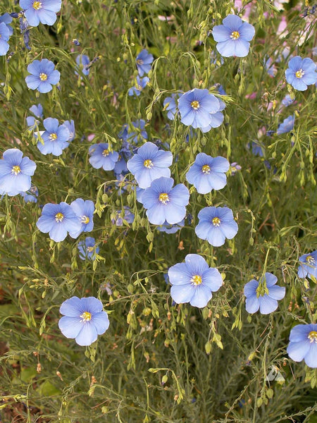 ALL Blue Wildflower Mix Seeds - binST17