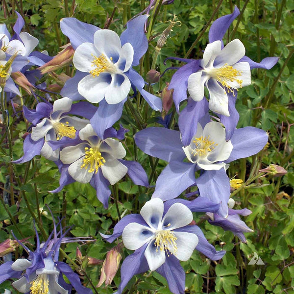All Blue Wildflower Mix Seeds - Perennials and Annuals - ST17