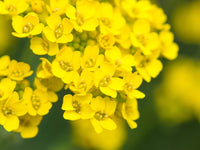 Alyssum Basket of Gold Flower Seeds - Aurinia saxatilis - B276