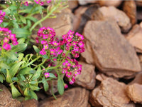 Dwarf Sweet Pink Alyssum Flower Seeds - Lobularia maritima - B149