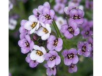 Alyssum Royal Sweet Carpet Seeds - Easy Purple Border - B151