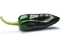 Heirloom Ancho Poblano Pepper Seeds - Capsicum annuum var. annuum - B60