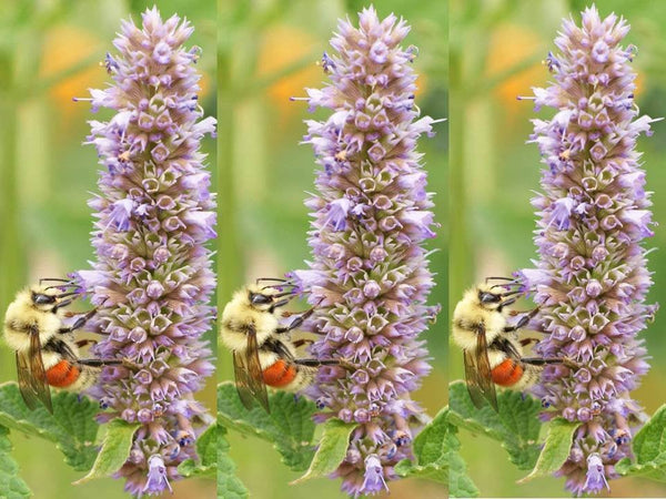 Anise Hyssop Seeds - Flowers are a Bee and Butterfly Magnet - bin42