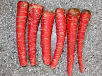 Atomic Red Carrot - 100 seeds (1/10 gram) - Buy 2 Get 1 - B22