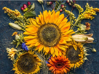 Autumn Beauty Sunflower Seeds - Helianthus annuus - ST10