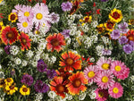 Bird, Butterfly n Bees Superior Wildflower Mix Seeds - S12