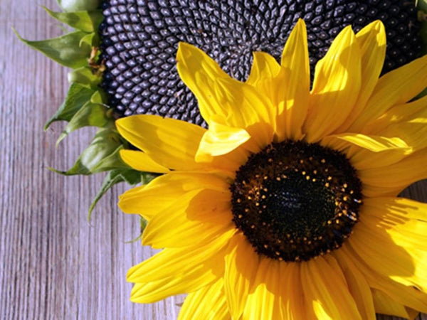 Black Oil Sunflower Garden Seeds - Bird and Butterfly Attracting - C6