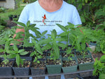 Bloodflower Milkweed - Asclepias curassavica - B212