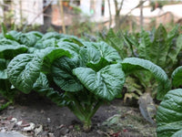 Heirloom Bloomsdale Spinach Seeds - Spinacia oleracea - B104