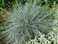 Blue Fescue Ornamental Grass Seeds - Festuca ovina glauca - b327