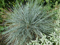 Blue Fescue Ornamental Grass Seeds - Festuca glauca - B327