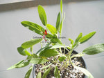 Heirloom Broadleaf Sage Seeds - Salvia officinalis - B88