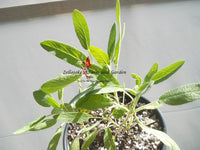 Broadleaf Sage Herb - 45 Seeds, 1/2 gram - BUY 2 orders get 1 FREE -  b88