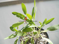 Broadleaf Sage Herb - 45 Seeds, 1/2 gram - BUY 2 orders get 1 FREE -  B88