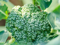 Heirloom Broccoli De Cicco Seeds - Brassica oleracea - B154