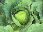Cabbage Early Jersey Wakefield Seeds - Heirloom Non-gmo B164