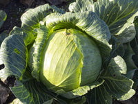 Heirloom Late Flat Dutch Cabbage Seeds - Brassica oleracea var. capitata - B128