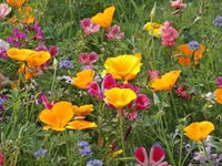 California Coastal Wildflower Mix - Choose Packet Size - Butterfly ST07